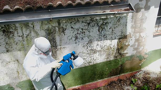 Top rated local Mold Remediation specialists in Gibsonton, FL